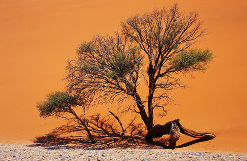 Namibia (Namibië)