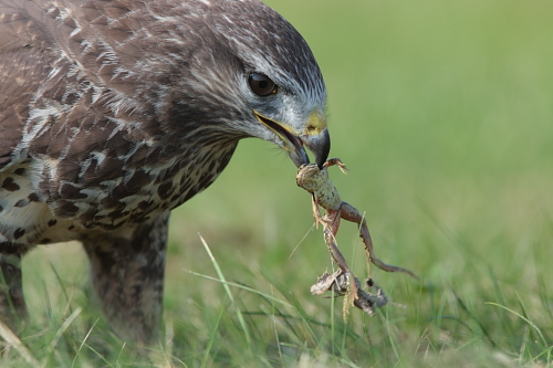 Buizerd