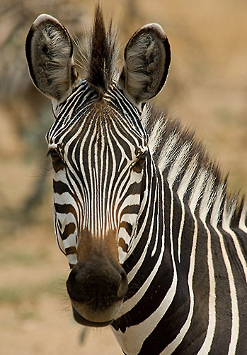 Portret Zebra