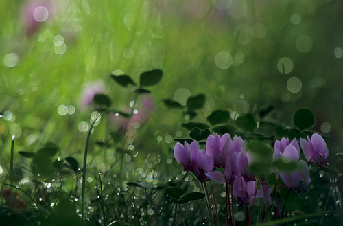 Cyclamen