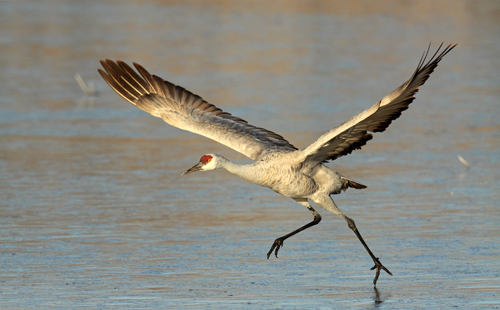 Canadese kraanvogel