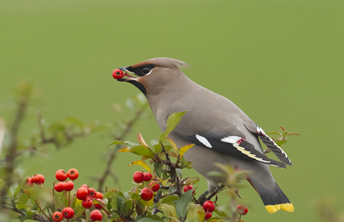 Pestvogel