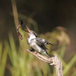 Bonte ijsvogel met prooi