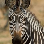 Portret Zebra