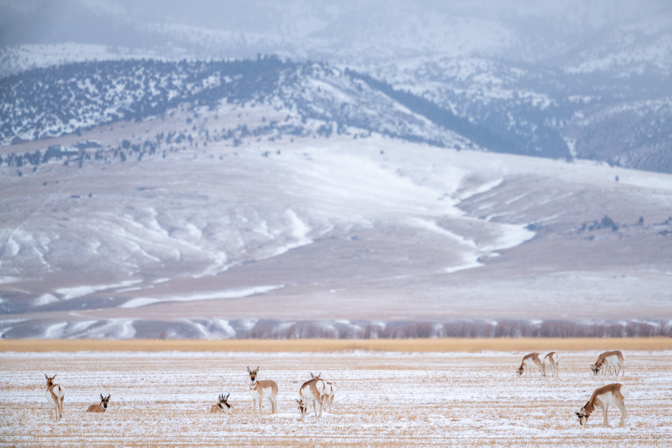 Gaffelhertantilopen, Yellowstone