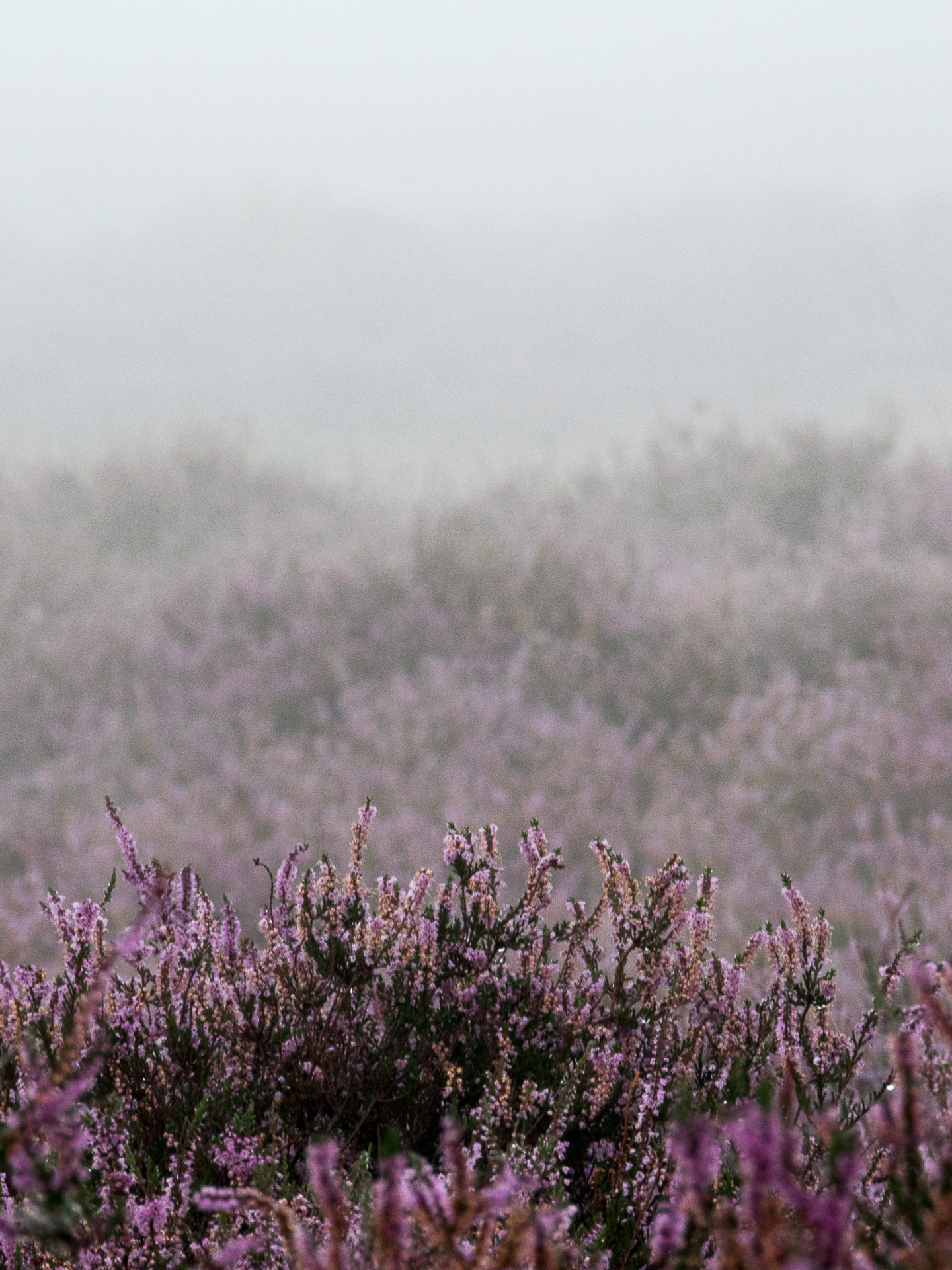 Heide in de mist